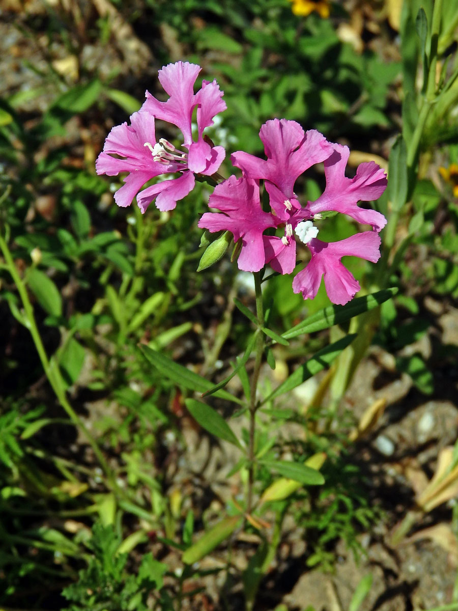 Lokanka (Clarkia pulchella Pursh)