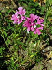 Lokanka (Clarkia pulchella Pursh)