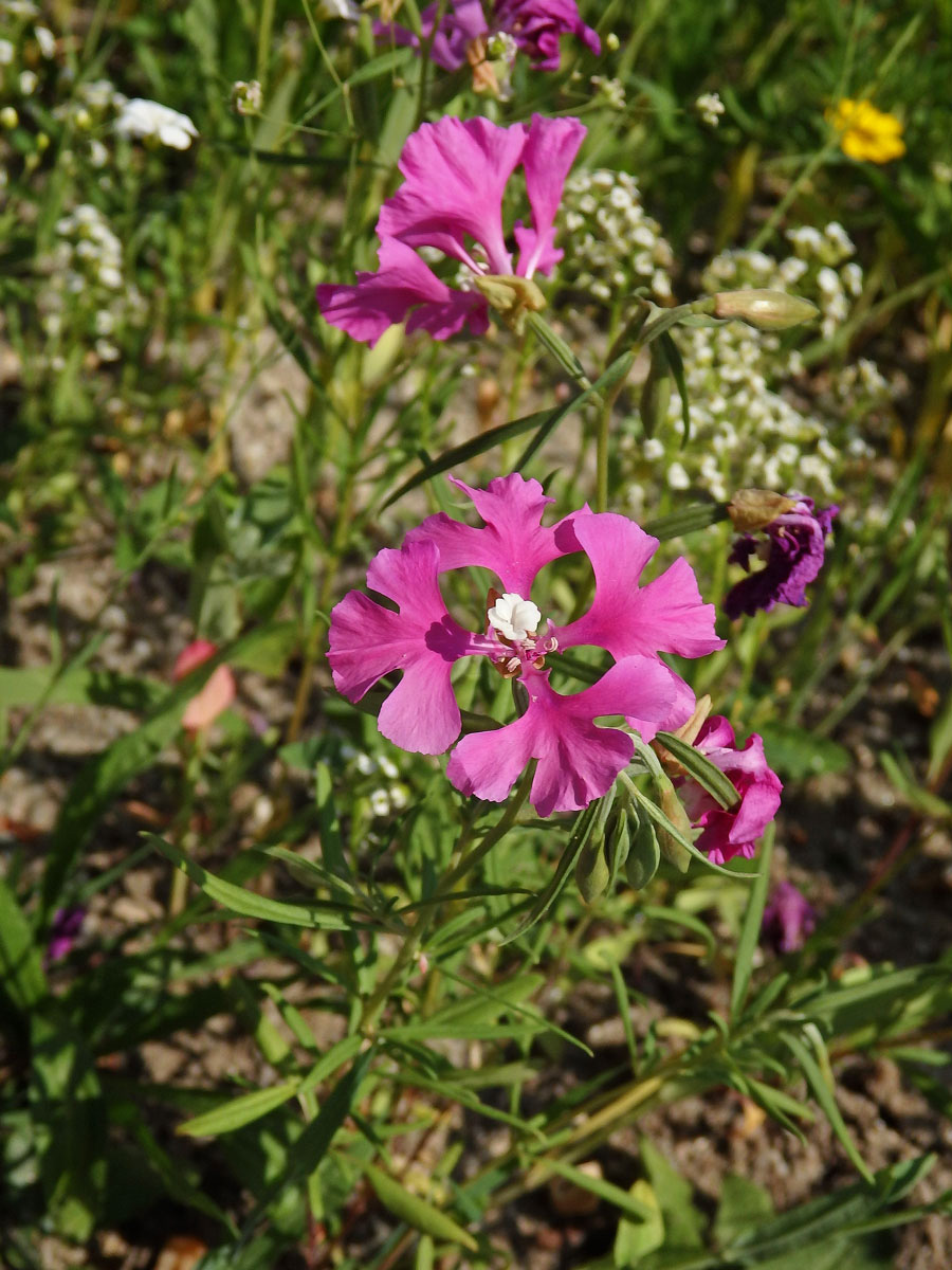 Lokanka (Clarkia pulchella Pursh)