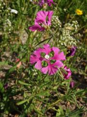 Lokanka (Clarkia pulchella Pursh)