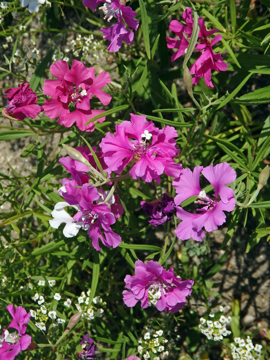 Lokanka (Clarkia pulchella Pursh)