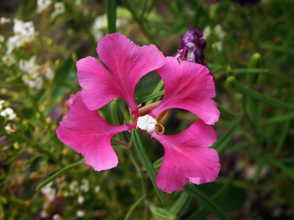 Lokanka (Clarkia pulchella Pursh)