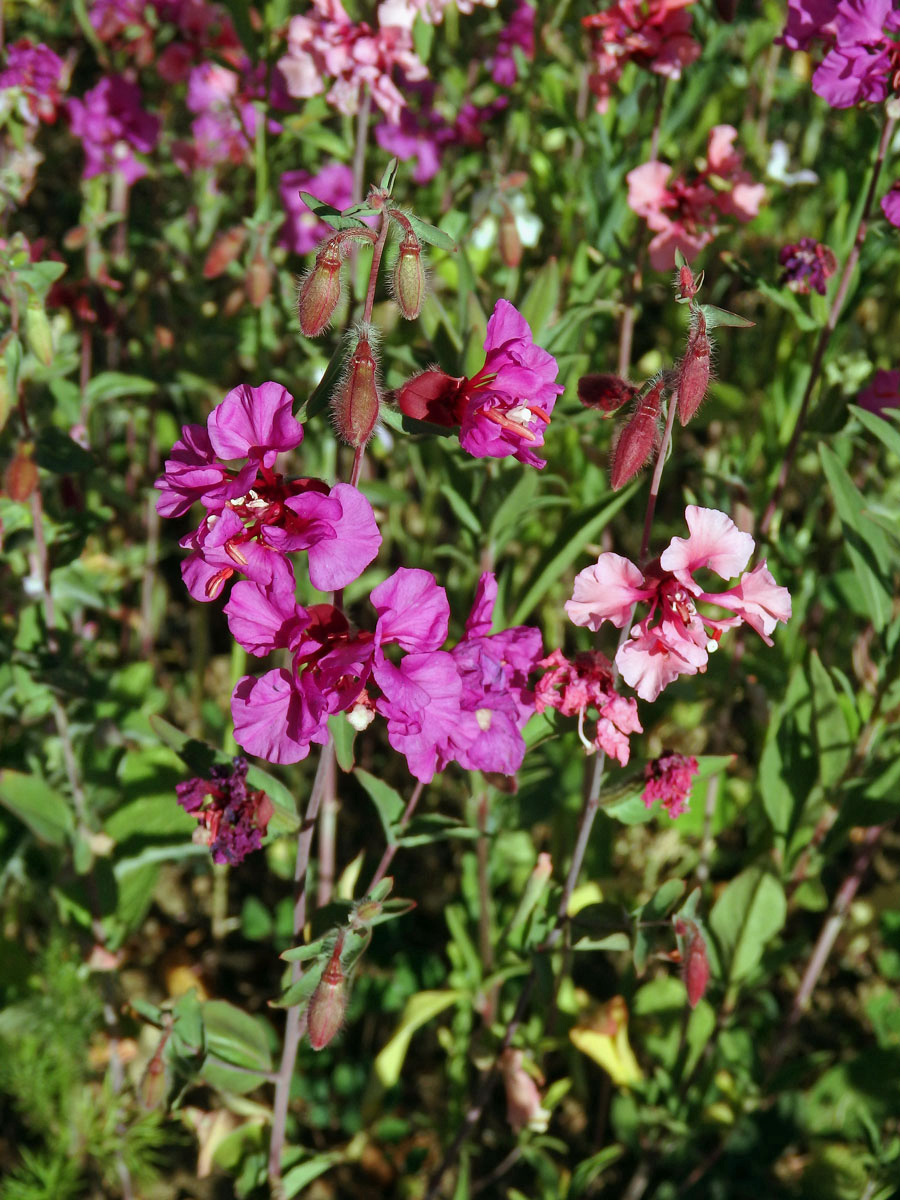 Lokanka (Clarkia unguiculata Lindl.)