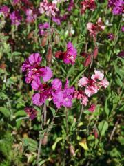 Lokanka (Clarkia unguiculata Lindl.)  