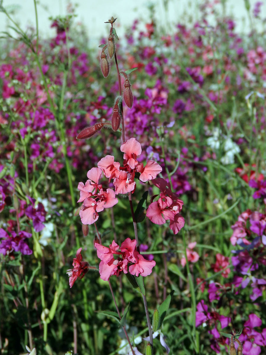 Lokanka (Clarkia unguiculata Lindl.)