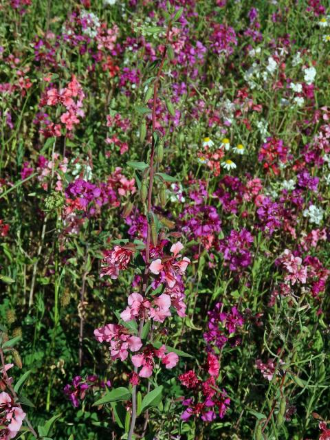 Lokanka (Clarkia unguiculata Lindl.)