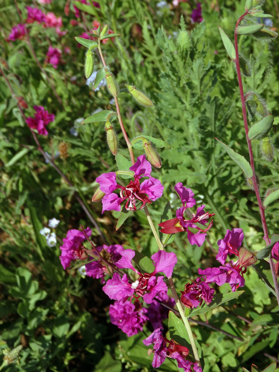 Lokanka (Clarkia unguiculata Lindl.)