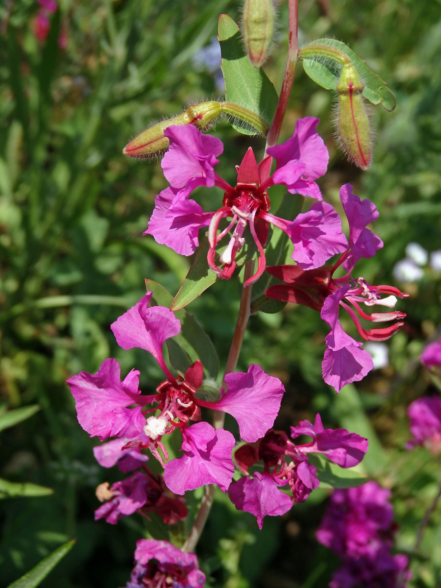 Lokanka (Clarkia unguiculata Lindl.)