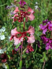 Lokanka (Clarkia unguiculata Lindl.)