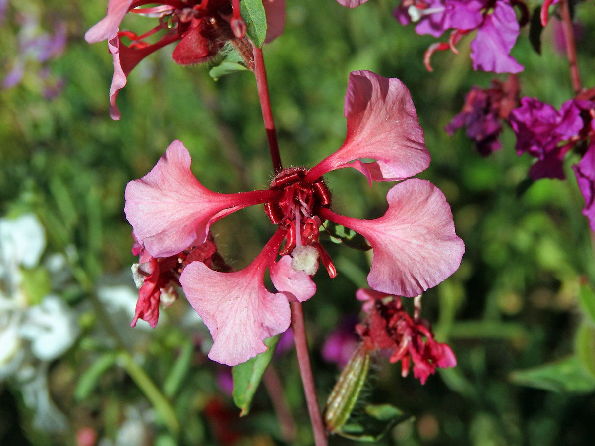 Lokanka (Clarkia unguiculata Lindl.)