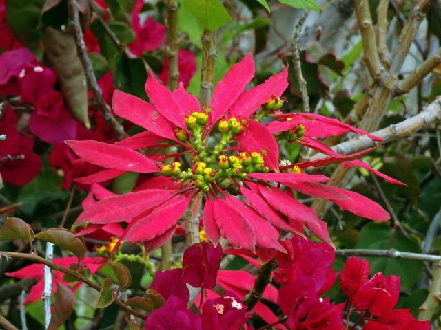 Pryšec nádherný (Euphorbia pulcherrima Willd. ex Klotzsch)