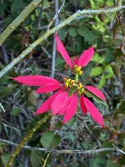 Pryšec nádherný (Euphorbia pulcherrima Willd. ex Klotzsch)