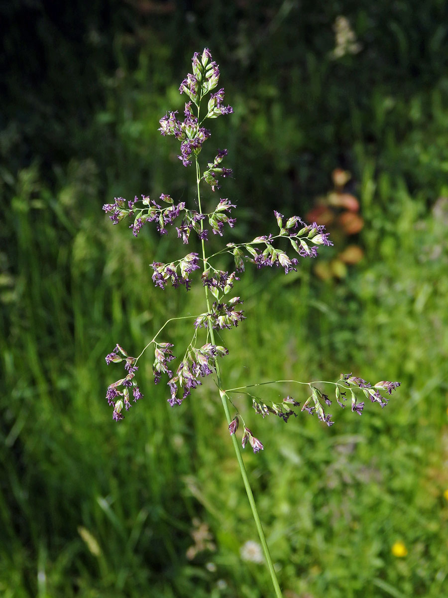 Lipnice luční (Poa pratensis L.)