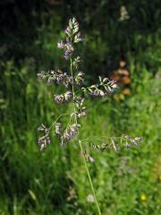 Lipnice luční (Poa pratensis L.)