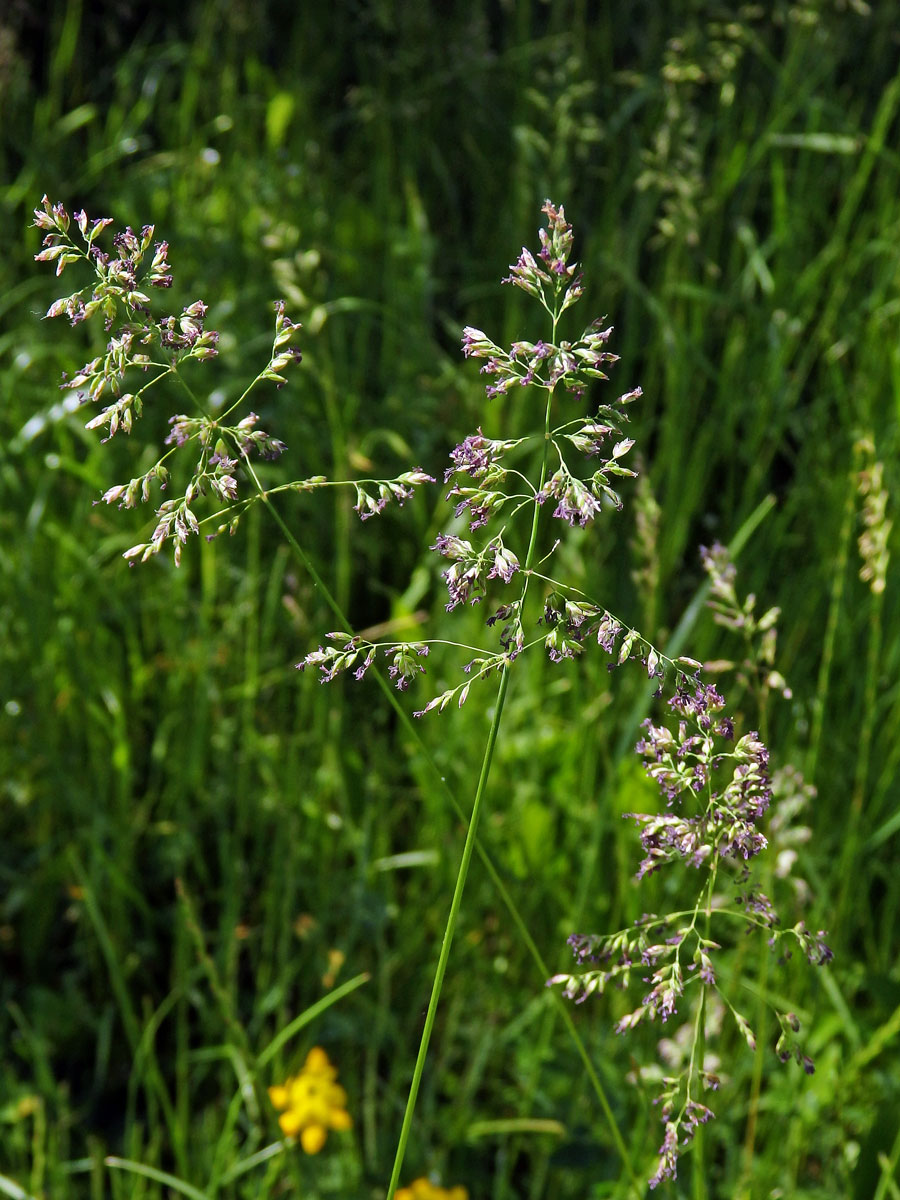 Lipnice luční (Poa pratensis L.)