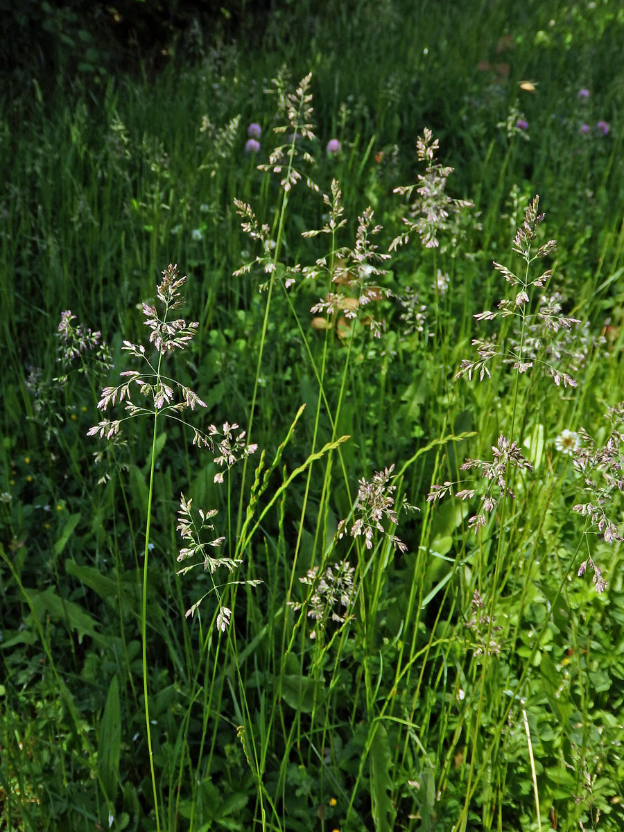 Lipnice luční (Poa pratensis L.)