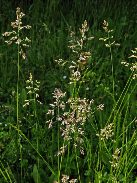 Lipnice luční (Poa pratensis L.)