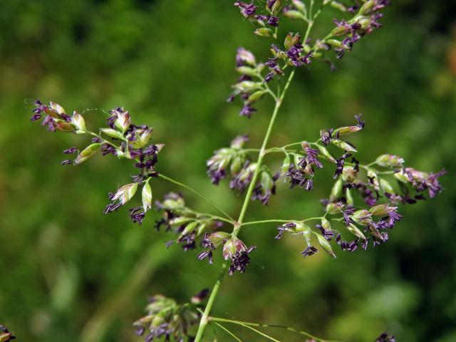 Lipnice luční (Poa pratensis L.)