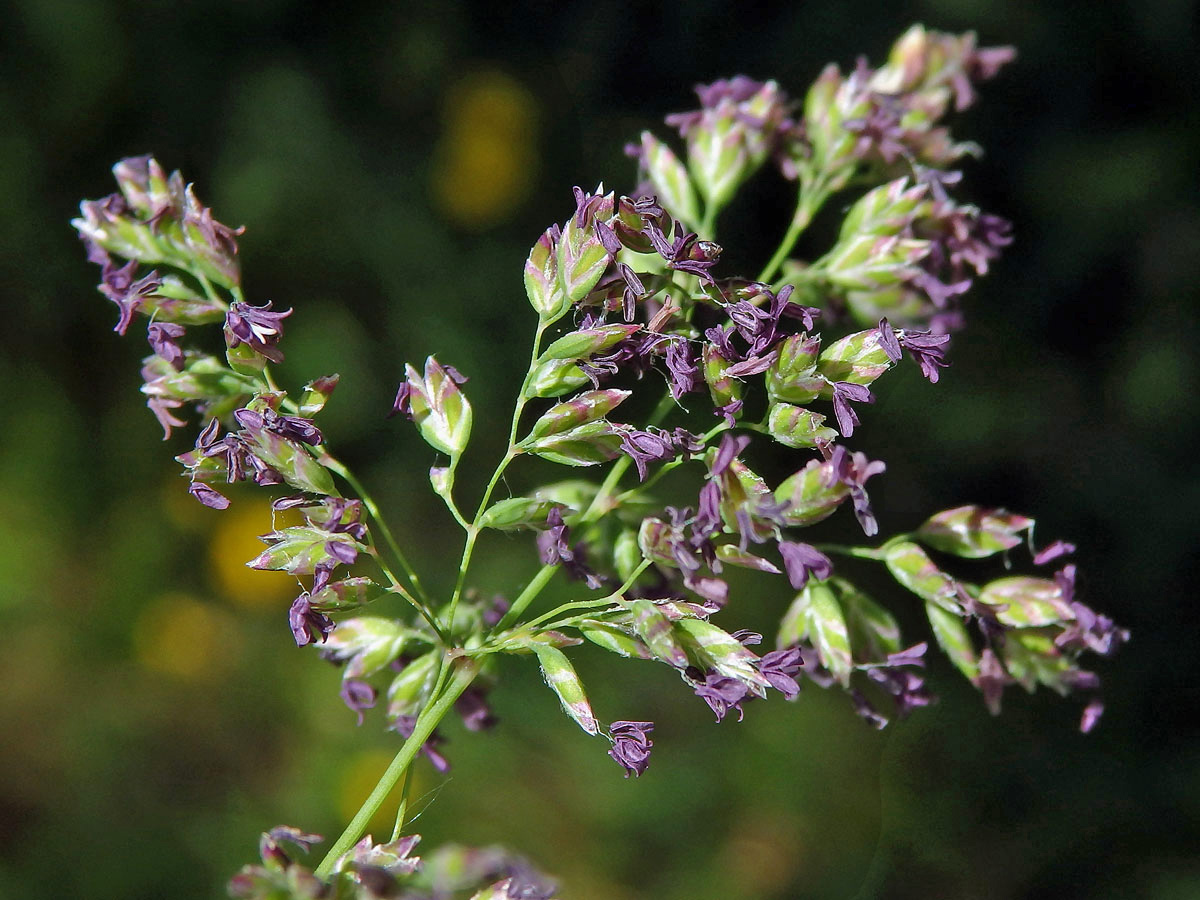 Lipnice luční (Poa pratensis L.)