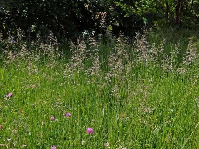 Lipnice luční (Poa pratensis L.)