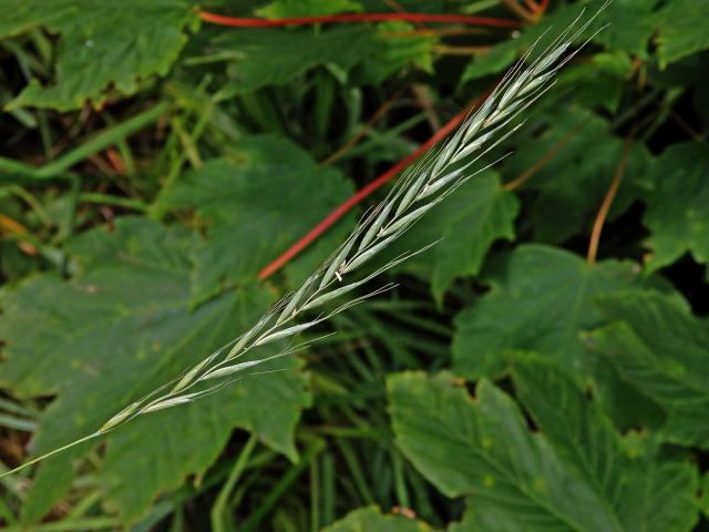 Pýrovník psí (Elymus caninus (L.) L.)