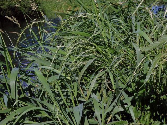 Pýrovník psí (Elymus caninus (L.) L.)