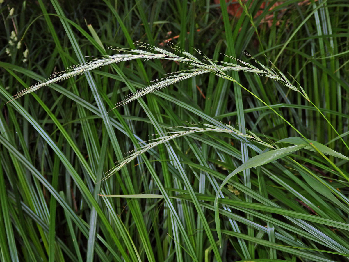 Pýrovník psí (Elymus caninus (L.) L.)