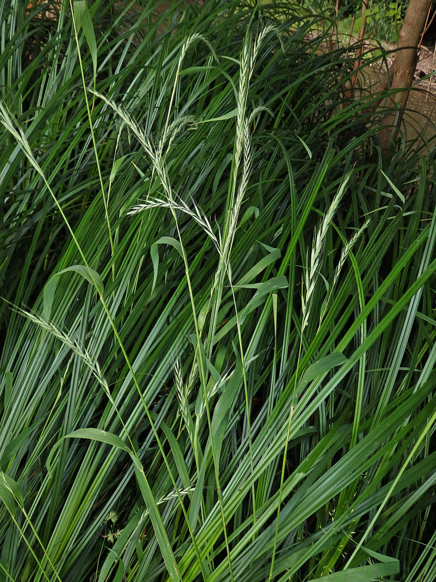 Pýrovník psí (Elymus caninus (L.) L.)