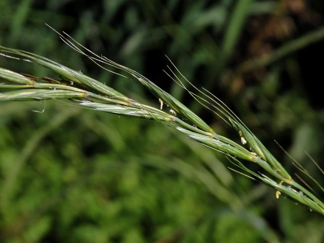 Pýrovník psí (Elymus caninus (L.) L.)