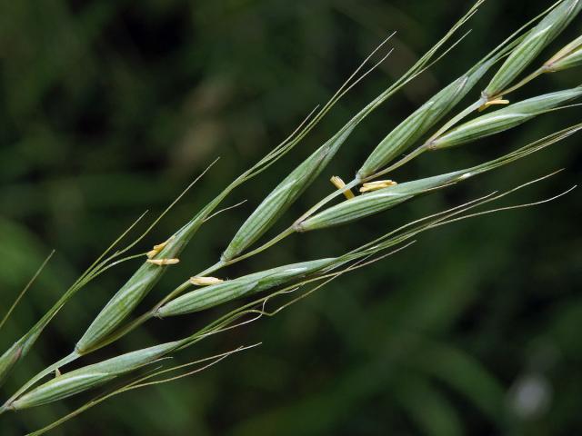 Pýrovník psí (Elymus caninus (L.) L.)