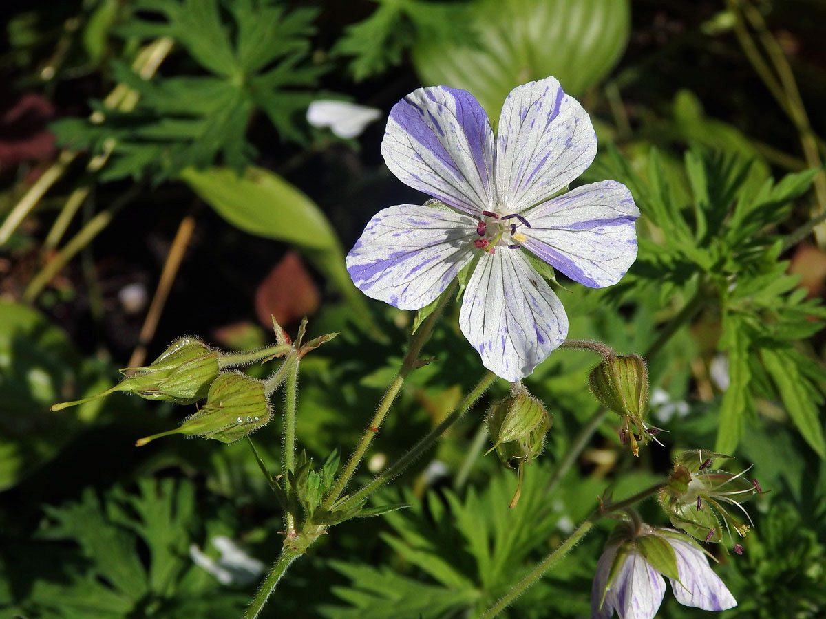 Kakost luční (Geranium pratense L.) s dvoubarevním květem (1a)