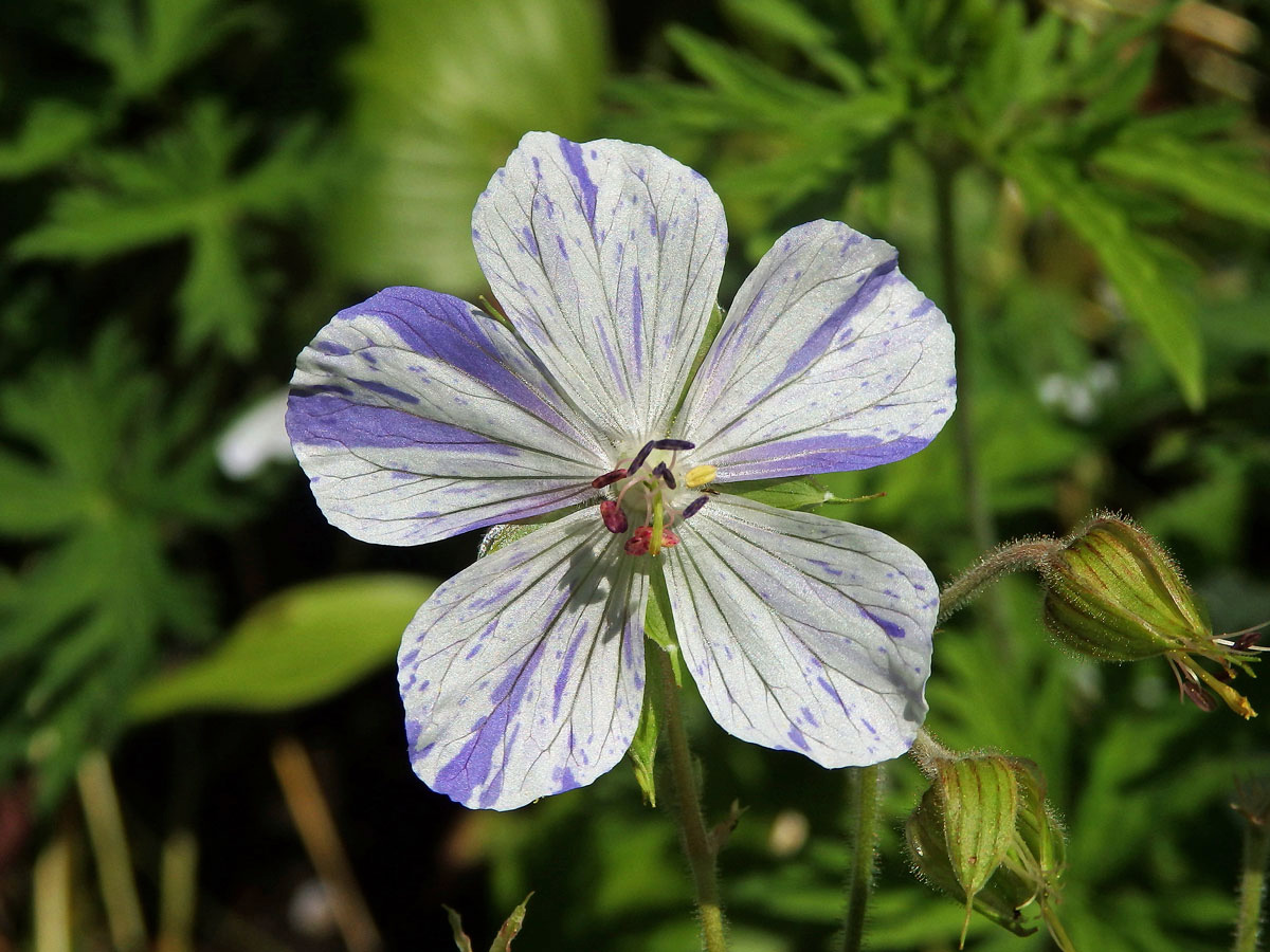 Kakost luční (Geranium pratense L.) s dvoubarevním květem (1b)