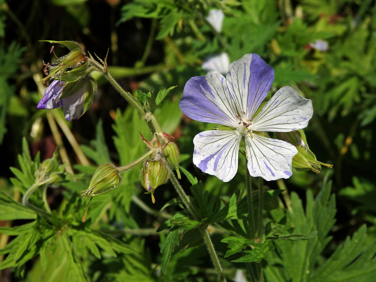 Kakost luční (Geranium pratense L.) s dvoubarevním květem (2a)