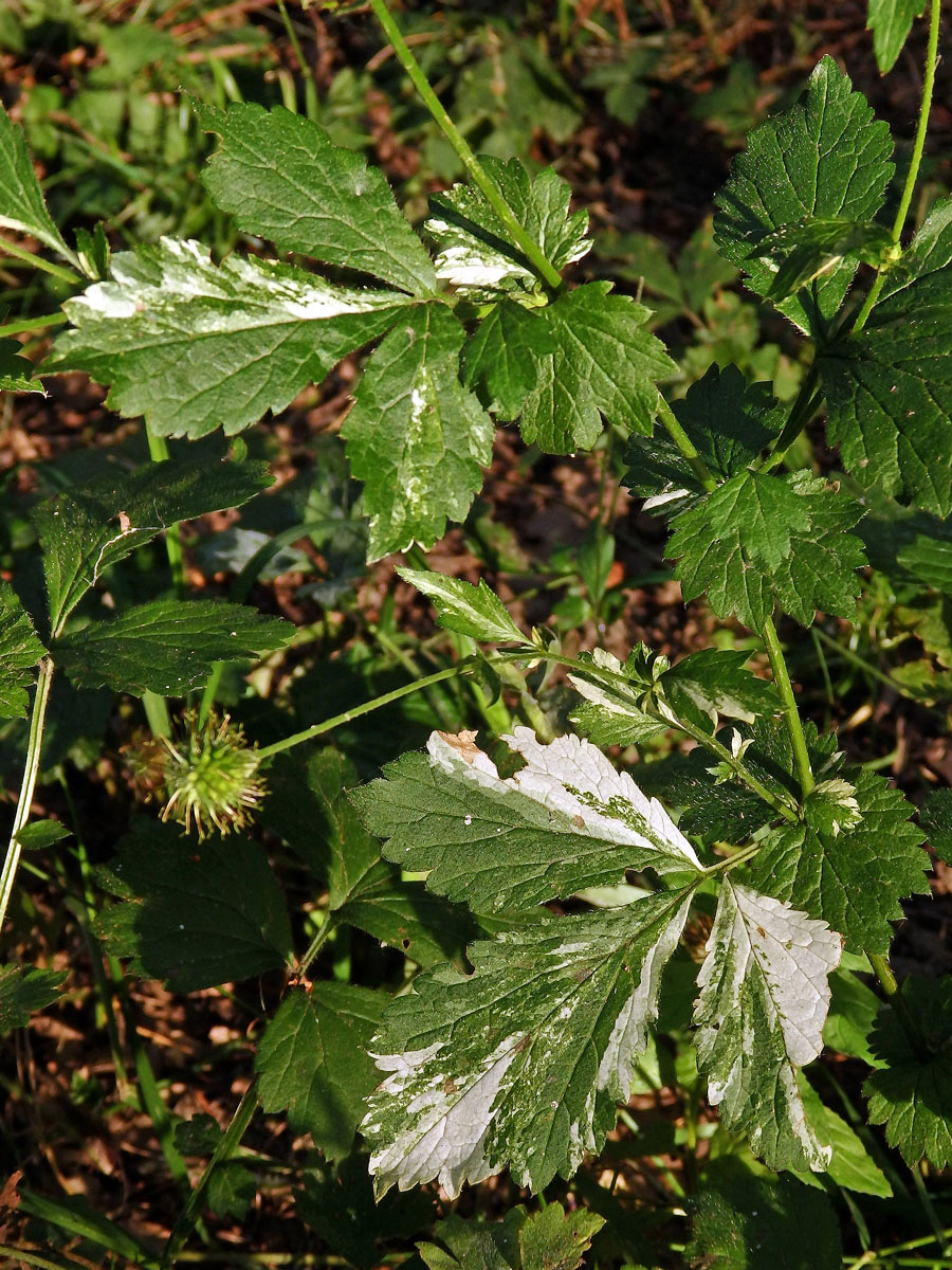 Kuklík městský (Geum urbanum L.) panašovaný (3a)