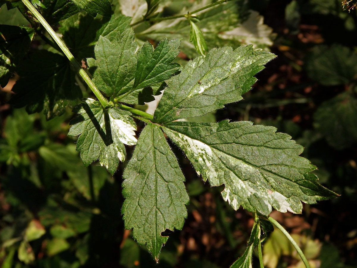 Kuklík městský (Geum urbanum L.) panašovaný (3c)