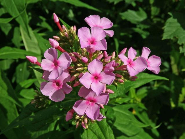 Plamenka latnatá (Phlox paniculata L.) s čtyřčetným květem (9)