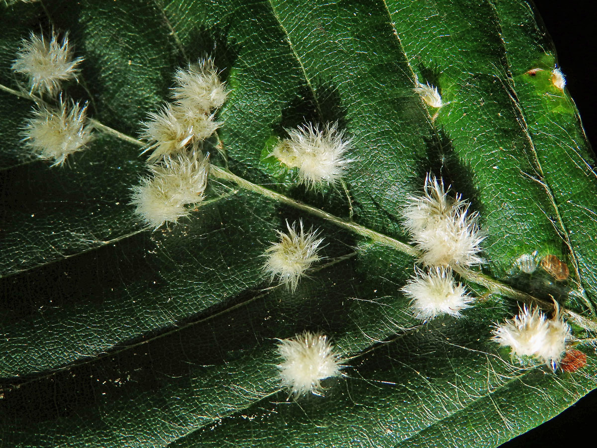 Hálky bejlomorky Hartigiola annulipes