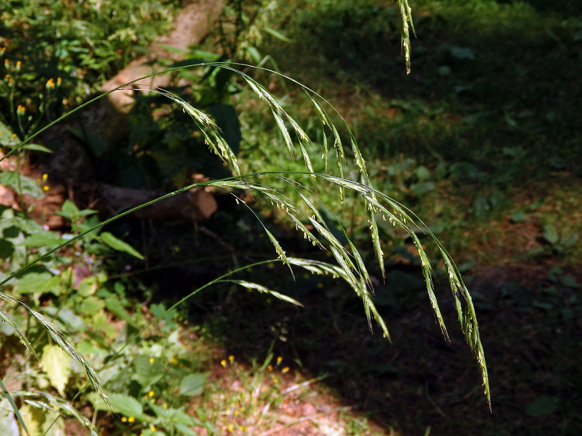 Sveřep Benekenův (Bromus benekenii (Lange) Trimen)