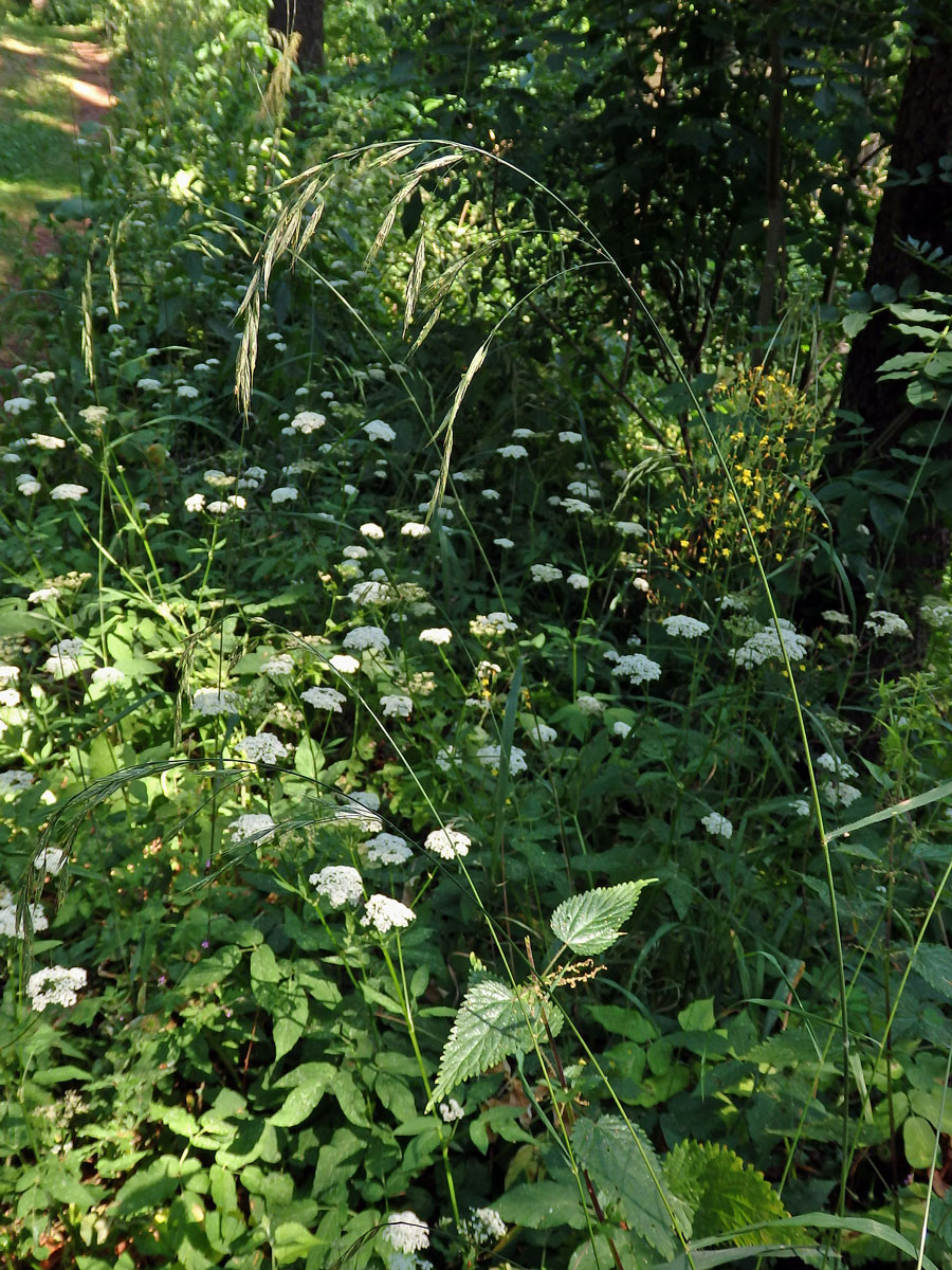 Sveřep Benekenův (Bromus benekenii (Lange) Trimen)