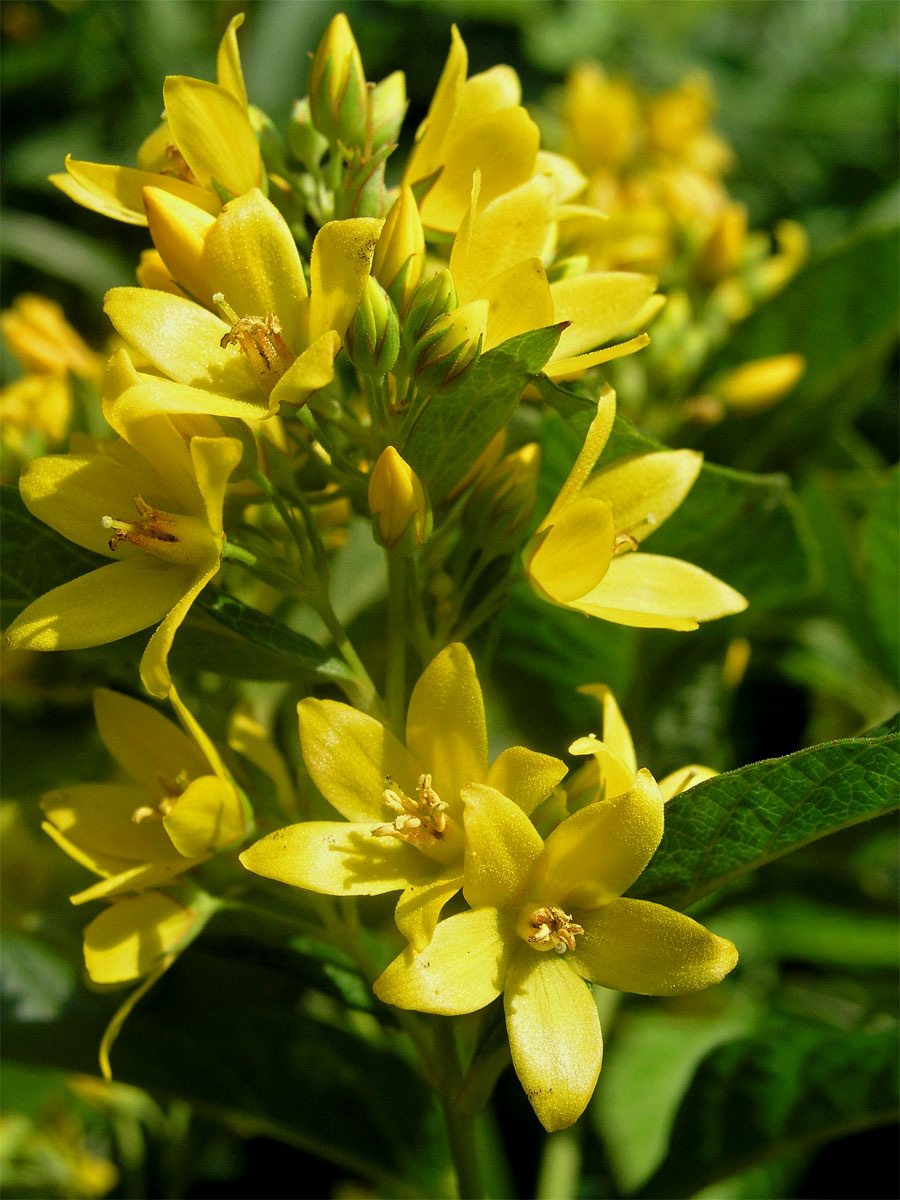 Vrbina obecná (Lysimachia vulgaris L.)