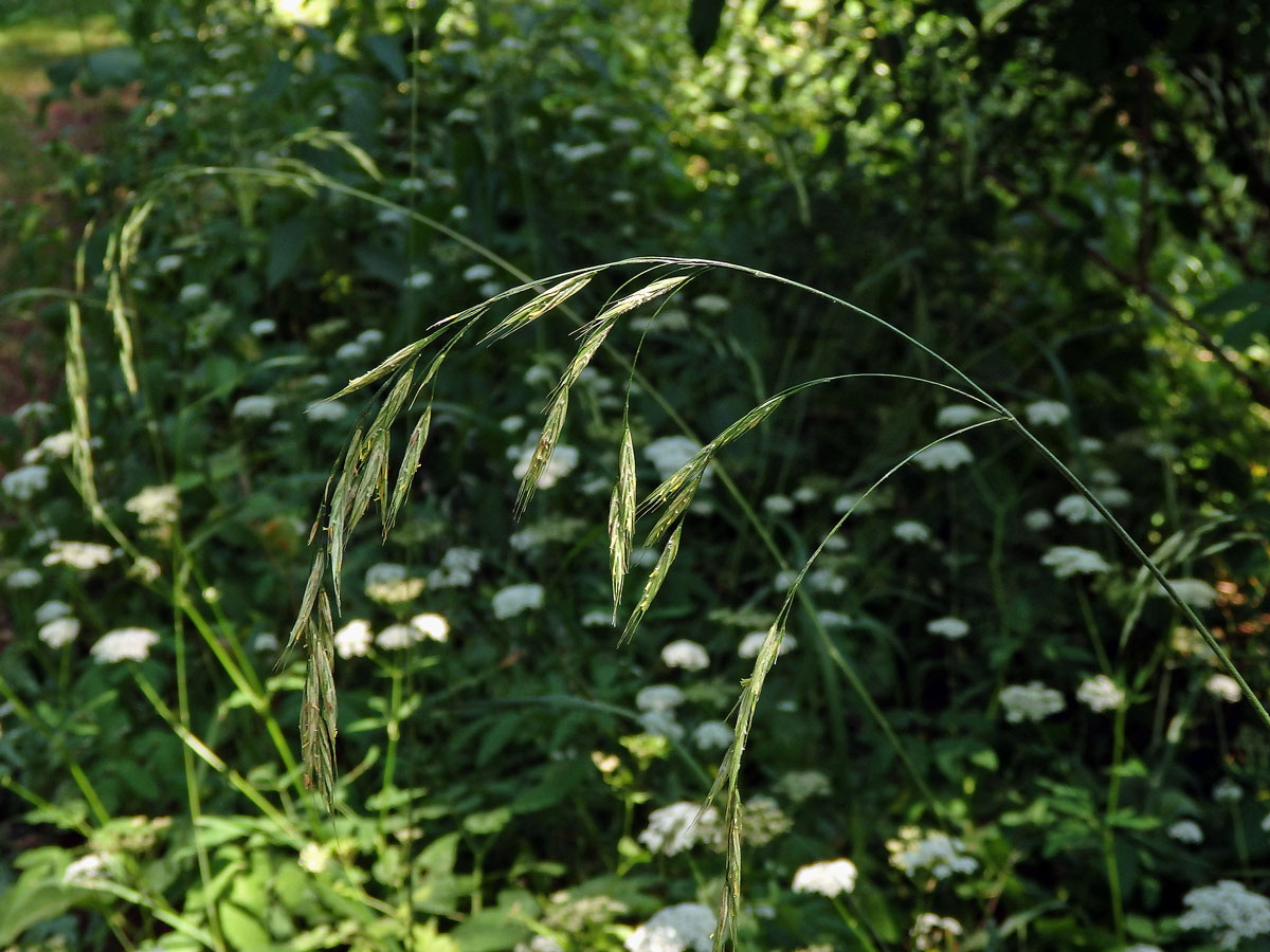 Sveřep Benekenův (Bromus benekenii (Lange) Trimen)