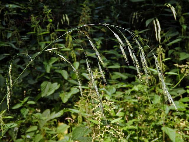 Sveřep Benekenův (Bromus benekenii (Lange) Trimen)