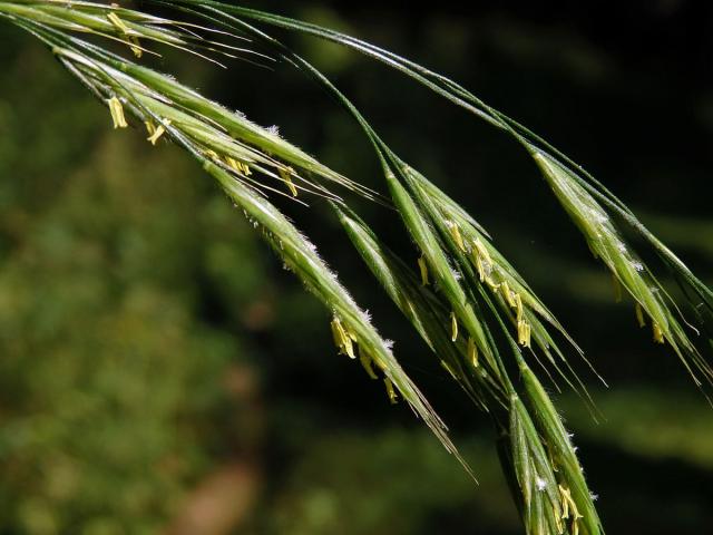 Sveřep Benekenův (Bromus benekenii (Lange) Trimen)