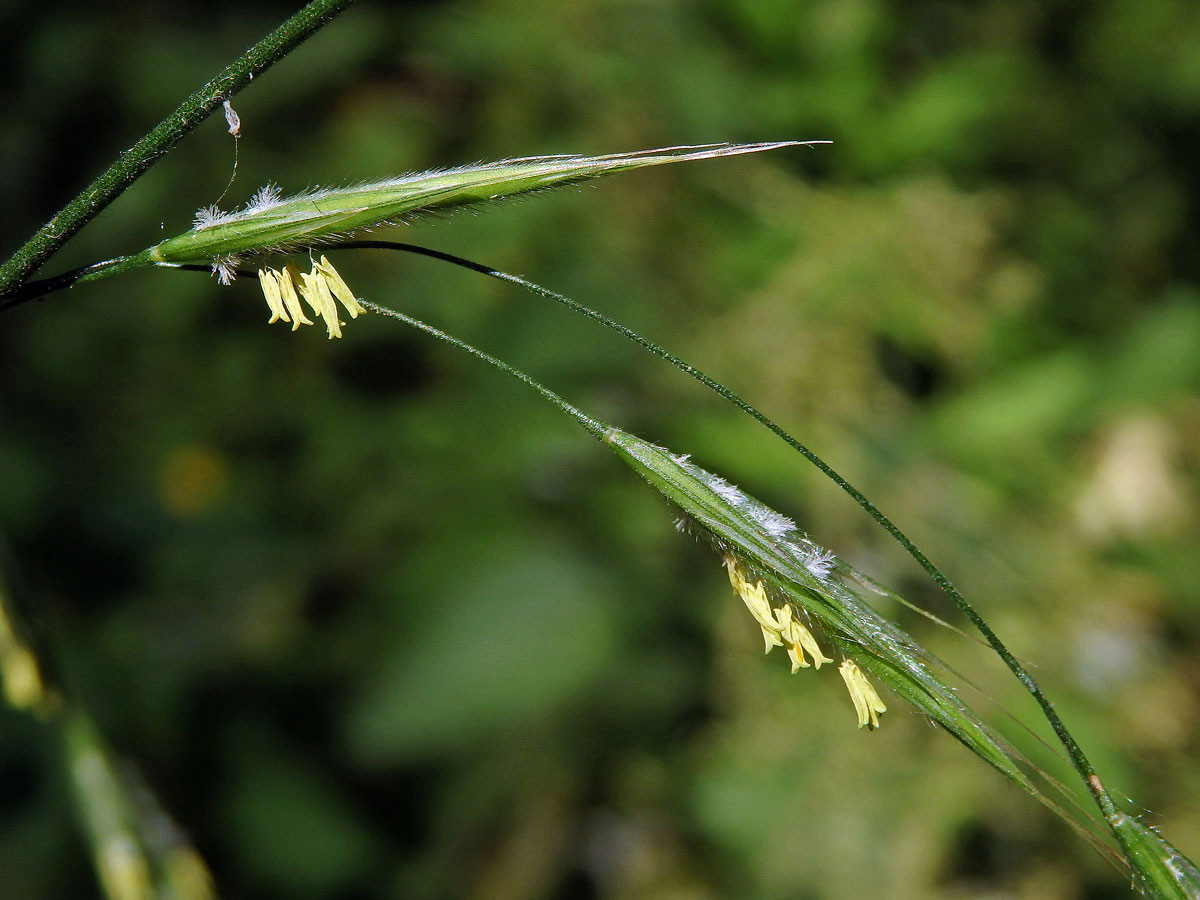 Sveřep Benekenův (Bromus benekenii (Lange) Trimen)