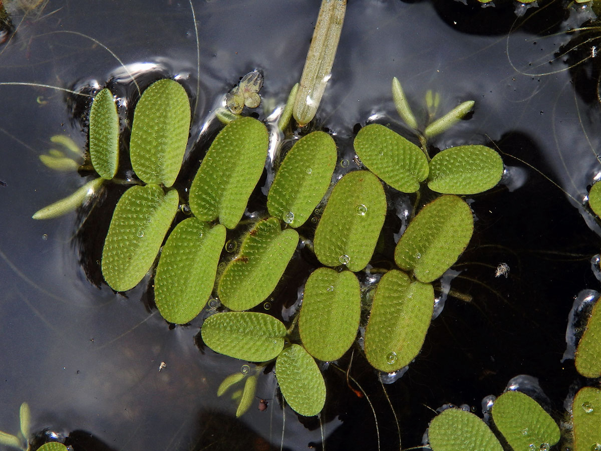 Nepukalka vzplývající (Salvinia natans (L.) All.)