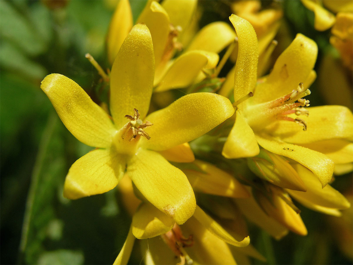 Vrbina obecná (Lysimachia vulgaris L.)