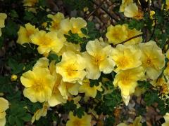 Růže zlatožlutá (Rosa xanthina Lindl.)