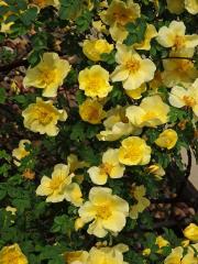 Růže zlatožlutá (Rosa xanthina Lindl.)