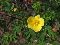 Růže zlatožlutá (Rosa xanthina Lindl.)