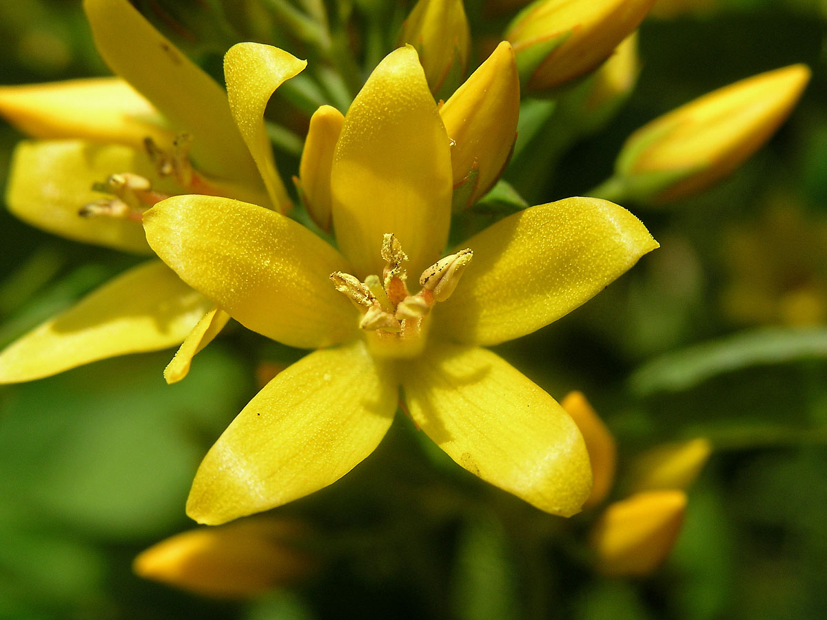 Vrbina obecná (Lysimachia vulgaris L.)